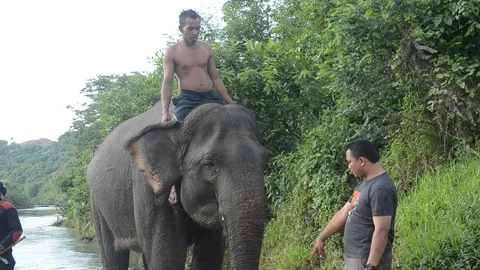 Sumatran elephants 3 Video stock 126000612