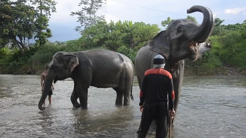 Sumatran elephants 4 Video stock 126000623