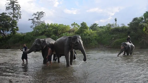 Sumatran elephants 5 Video stock 126000641