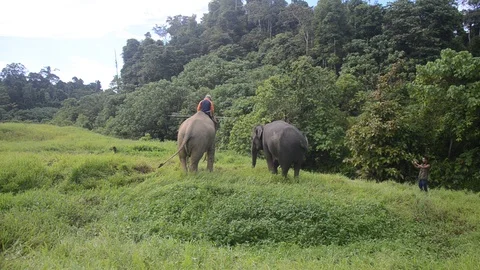 Sumatran elephants 6 Video stock 126000669