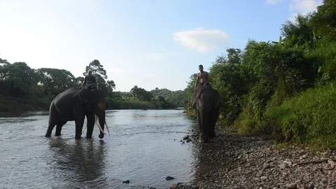 Sumatran elephants 7 Stock Footage