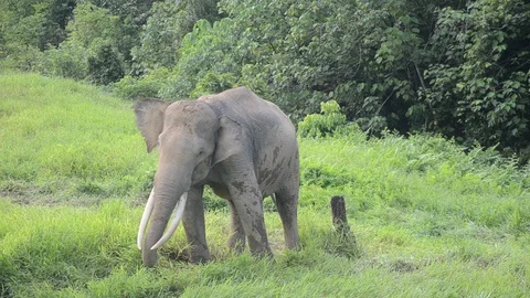 Sumatran elephants 8 Video stock 126000587