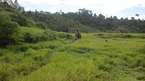 Sumatran elephants 9 Video stock 126000638