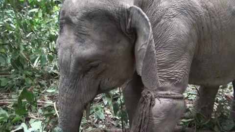 Sumatran elephants are entangled Stock Footage 134351221