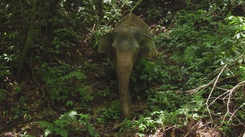 Sumatran Elephants Exploring the Jungle, Leuser National Park, Indonesia Vídeos de archivo 141614487