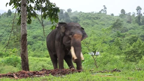 Sumatran elephants sway Stock Footage 145785495