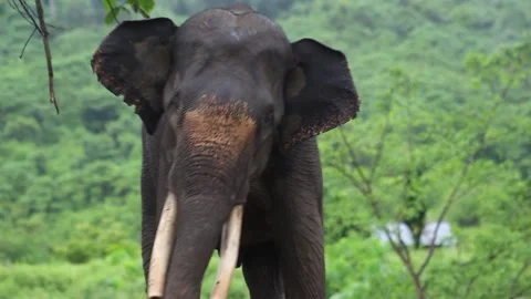 Sumatran elephants sway Stock Footage 145785497