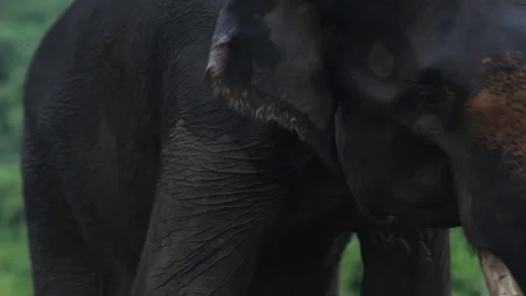 Sumatran elephants sway Stock Footage 145785501