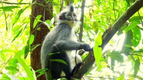 Sumatran endemic Thomas Leaf langur monkey in tropical rainforest relaxing Stock Footage 73800562