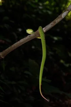 Sumatran Green Pit Viper on tree branch in Thailand rainforest Stock Photos