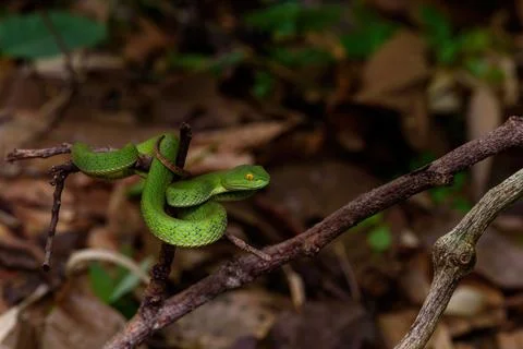Sumatran Green Pit Viper on tree branch in Thailand rainforest Stock Photos