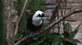 Sumatran laughingthrush black bird with white head HD Footage