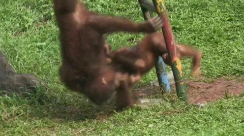 Sumatran Orangutan Stock Footage 706743