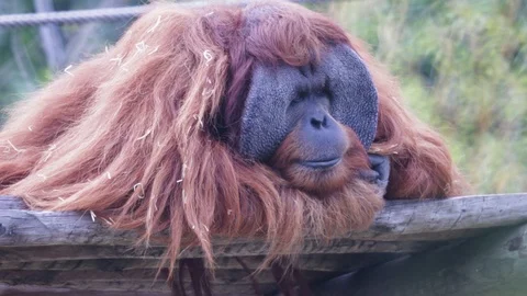 Sumatran Orangutan Stock Footage
