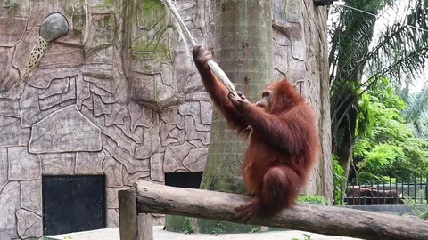 Sumatran Orangutan Stock Footage 119134208