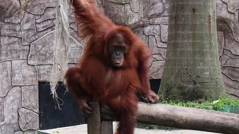 Sumatran Orangutan 스톡 동영상 119134209