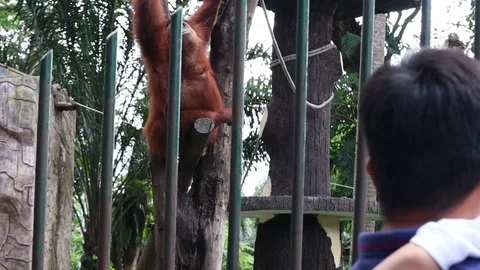 Sumatran Orangutan Video stock 119134212