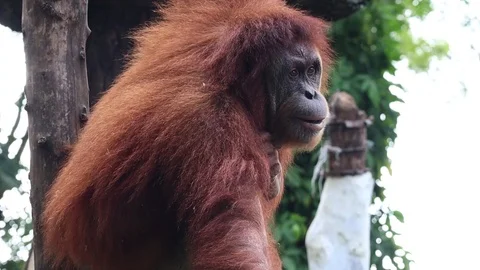 Sumatran Orangutan Video stock 119134262