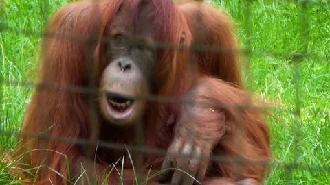 Sumatran orangutan (Pongo abelii) Stock Footage 283011253