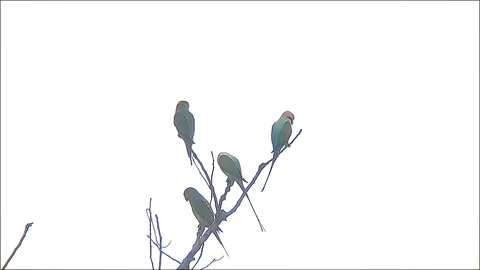 Sumatran Parakeets Perched Together on a Bare Tree Branch Stock Footage 286911456