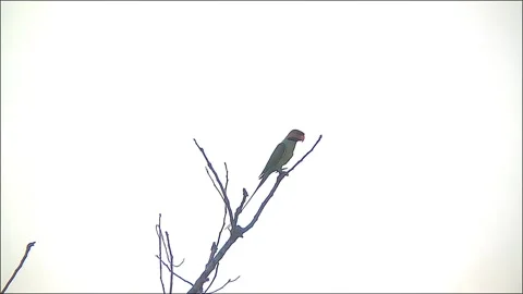 Sumatran Parakeets Perched Together on a Bare Tree Branch 스톡 동영상 286922025
