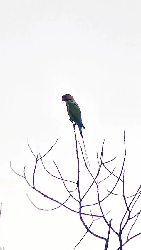 A Sumatran parrot (Psittacula longicauda) Video stock 325924829