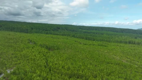 Sumatran Pine Forest - Mount Semeru - East Java - Indonesia 스톡 동영상 345965598