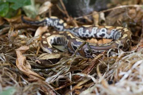 Sumatran Red Blood Python (Python curtis curtis) commonly known as red short-tai Stock Photos