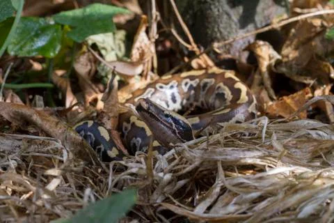 Sumatran Red Blood Python (Python curtis curtis) commonly known as red short-tai 写真素材