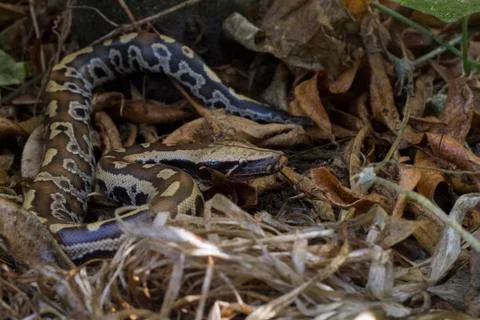Sumatran Red Blood Python (Python curtis curtis) commonly known as red short-tai Stock Photos