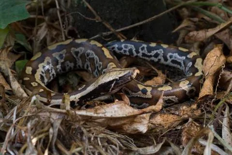 Sumatran Red Blood Python (Python curtis curtis) commonly known as red short-tai 写真素材