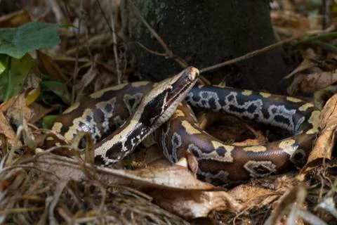 Sumatran Red Blood Python (Python curtis curtis) commonly known as red short-tai 写真素材