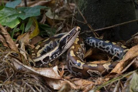 Sumatran Red Blood Python (Python curtis curtis) commonly known as red short-tai 스톡 사진