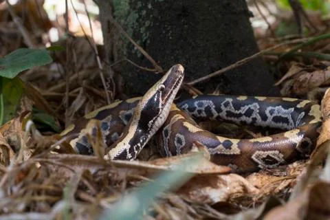 Sumatran Red Blood Python (Python curtis curtis) commonly known as red short-tai Photos
