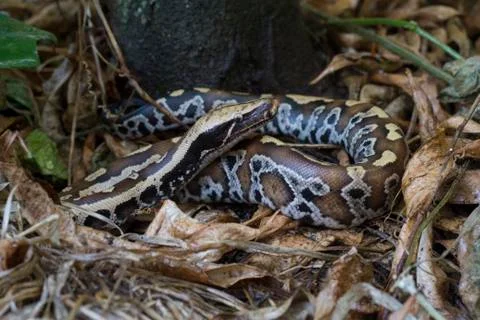 Sumatran Red Blood Python (Python curtis curtis) commonly known as red short-tai Stock Photos