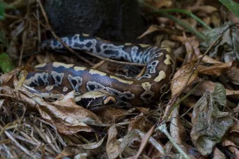 Sumatran Red Blood Python (Python curtis curtis) commonly known as red short-tai 스톡 사진