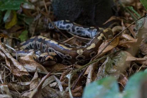 Sumatran Red Blood Python (Python curtis curtis) commonly known as red short-tai Photos