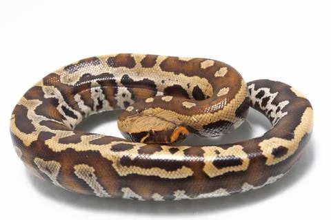 Sumatran Red Blood Python (Python curtis curtis) commonly known as red short-tai 스톡 사진