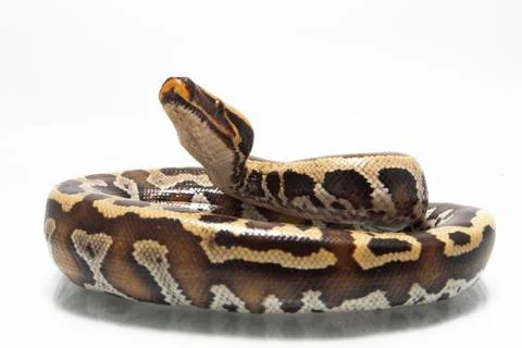Sumatran Red Blood Python (Python curtis curtis) commonly known as red short-tai Stock Photos