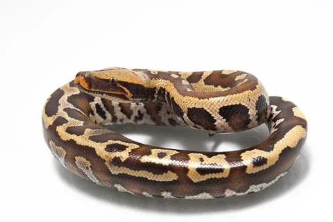 Sumatran Red Blood Python (Python curtis curtis) commonly known as red short-tai Photos