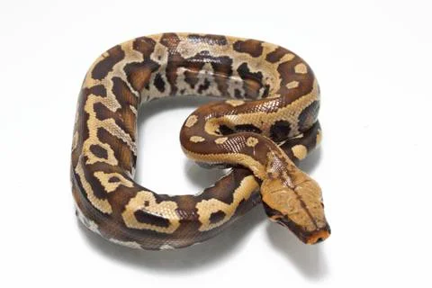 Sumatran Red Blood Python (Python curtis curtis) commonly known as red short-tai Stock Photos