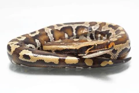 Sumatran Red Blood Python (Python curtis curtis) commonly known as red short-tai Stock Photos