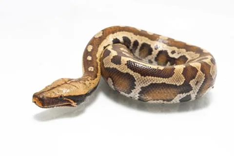 Sumatran Red Blood Python (Python curtis curtis) commonly known as red short-tai Photos