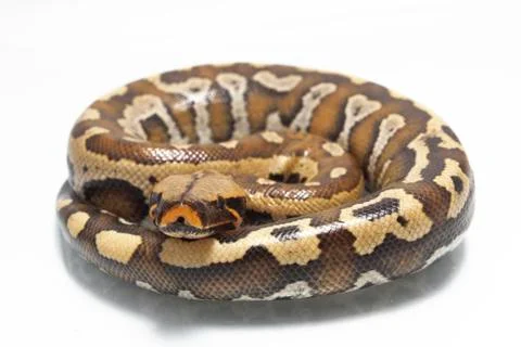 Sumatran Red Blood Python (Python curtis curtis) commonly known as red short-tai Photos