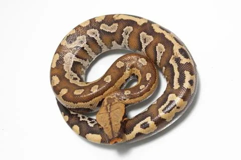 Sumatran Red Blood Python (Python curtis curtis) commonly known as red short-tai Stock Photos
