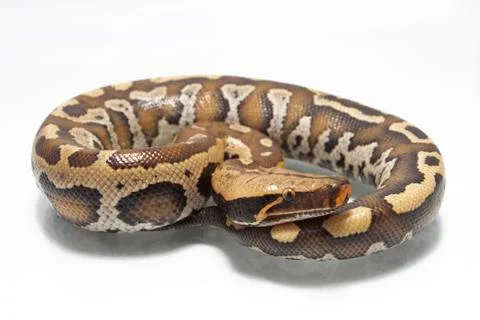 Sumatran Red Blood Python (Python curtis curtis) commonly known as red short-tai Stock Photos