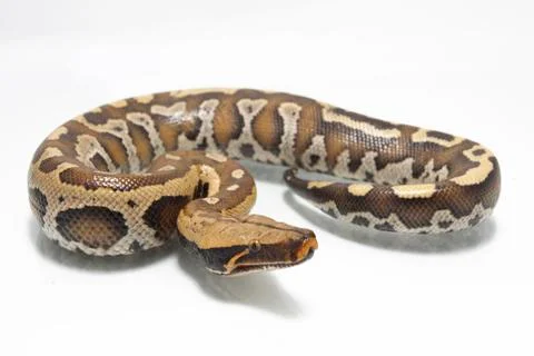 Sumatran Red Blood Python (Python curtis curtis) commonly known as red short-tai Stock Photos