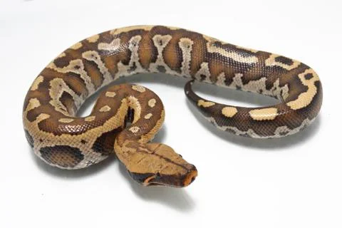 Sumatran Red Blood Python (Python curtis curtis) commonly known as red short-tai Photos