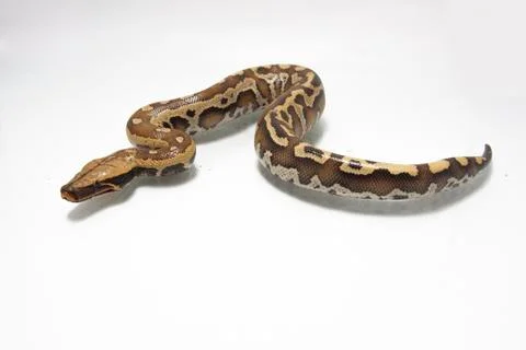 Sumatran Red Blood Python (Python curtis curtis) commonly known as red short-tai Foto stock