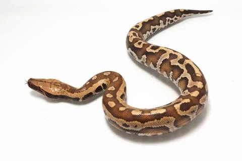 Sumatran Red Blood Python (Python curtis curtis) commonly known as red short-tai Stock Photos